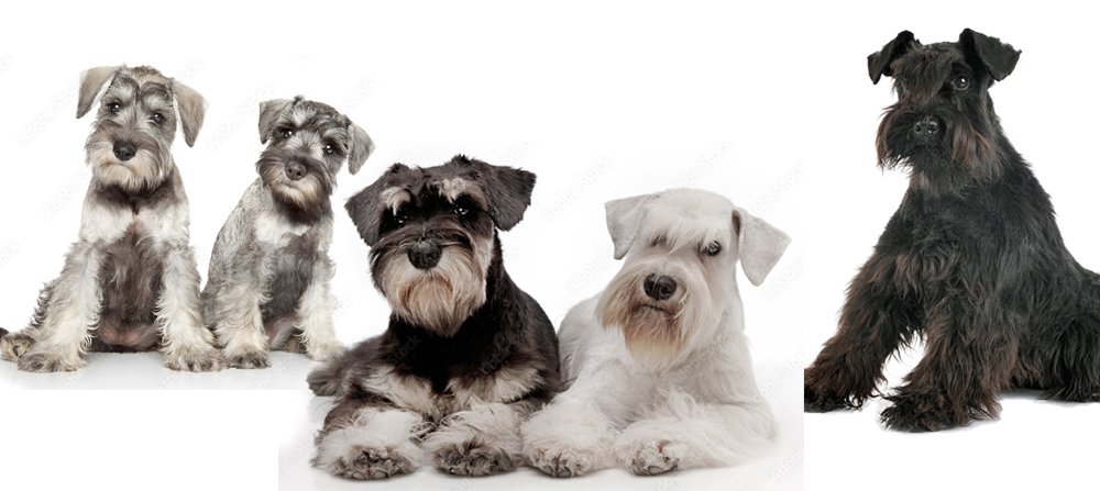 Minyatür Schnauzer renkleri